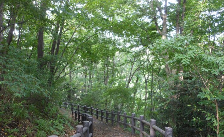成田東公園の遊歩道。木立の中に木製の柵と土の道が続く